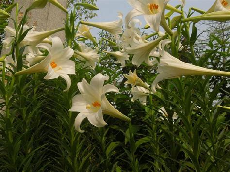 真武帝君 百合 植物